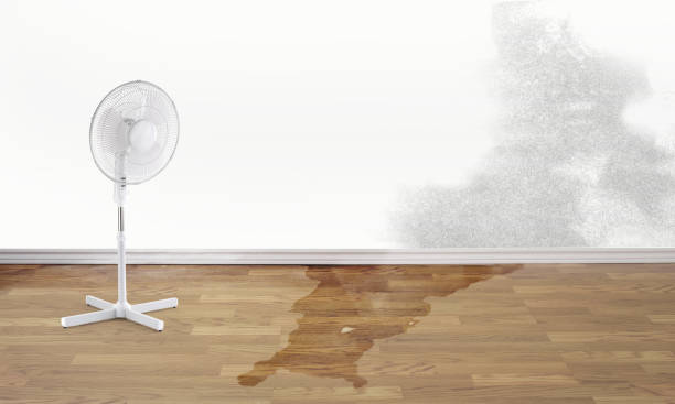 Best Carpet water damage restoration  in Moultrie, GA